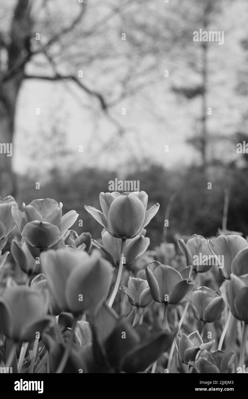 Schöne Frühlingszwiespel in voller Blüte, die im sonnigen Blumengarten in schwarz-weiß einfarbig wächst. Stockfoto