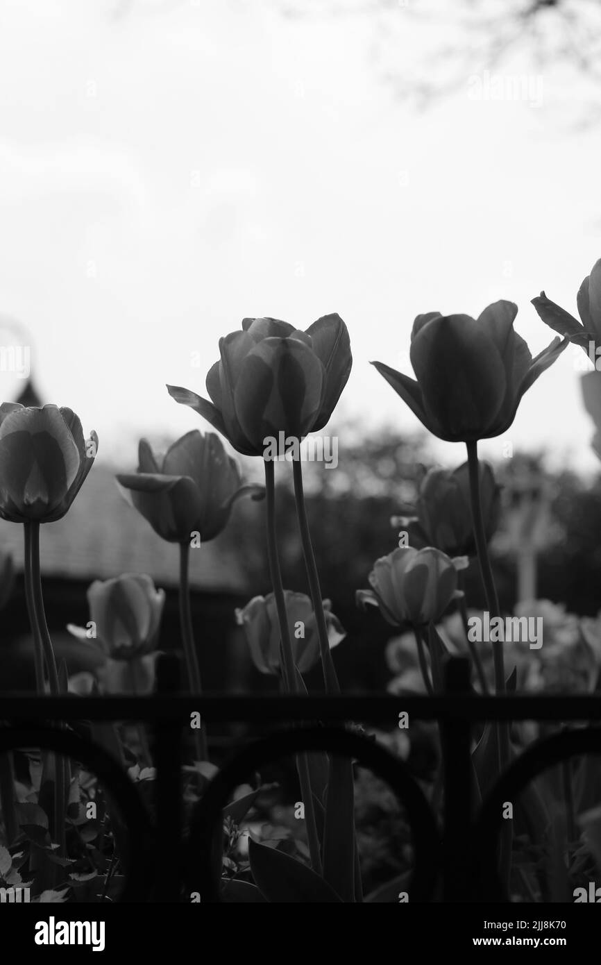 Schöne Frühlingszwiespel in voller Blüte, die im sonnigen Blumengarten in schwarz-weiß einfarbig wächst. Stockfoto