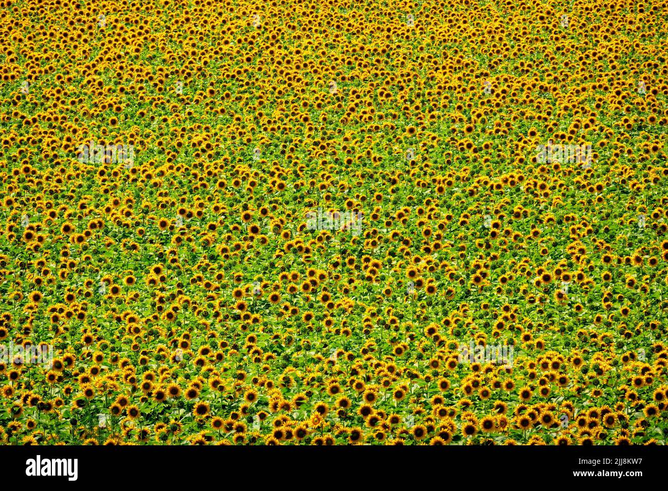 Kleine Sonnenblumen Hintergrund. Blühende Sonnenblumenfeld-Textur. Stockfoto