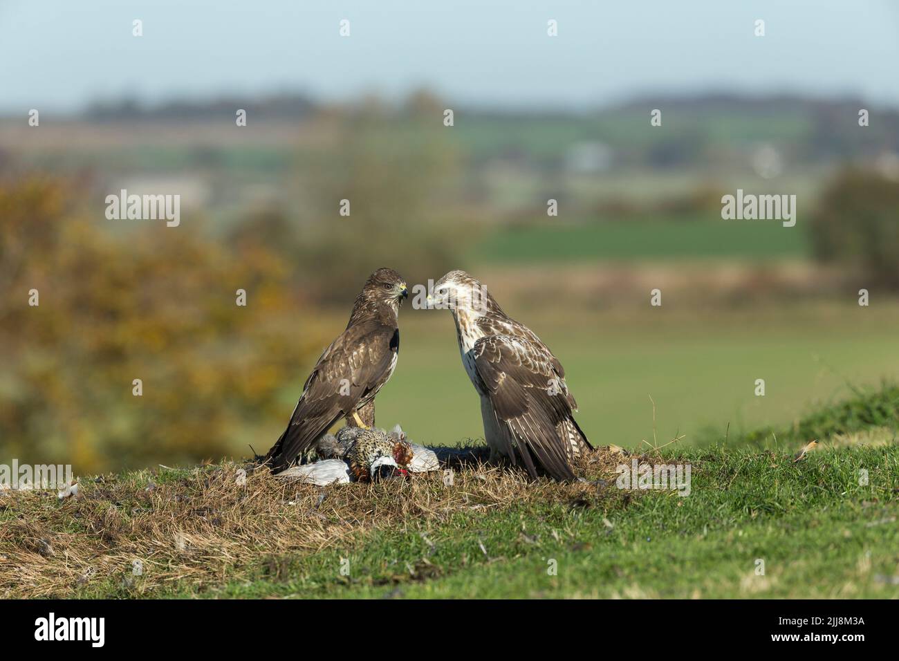 Mäusebussard Buteo buteo, Paar sparring über Gemeinsame Fasan Phasianus colchicus töten, Berwick Bassett, Wiltshire, UK, November Stockfoto