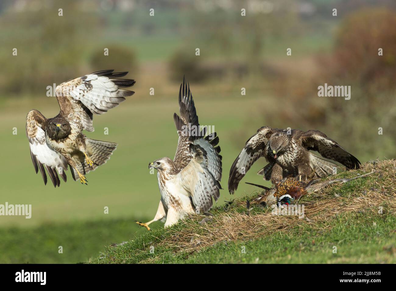 Mäusebussard Buteo buteo, helmdecke Gemeinsame Fasan Phasianus colchicus mit Intraspezifische Konkurrenz, Berwick Bassett, Wiltshire, UK, November Stockfoto