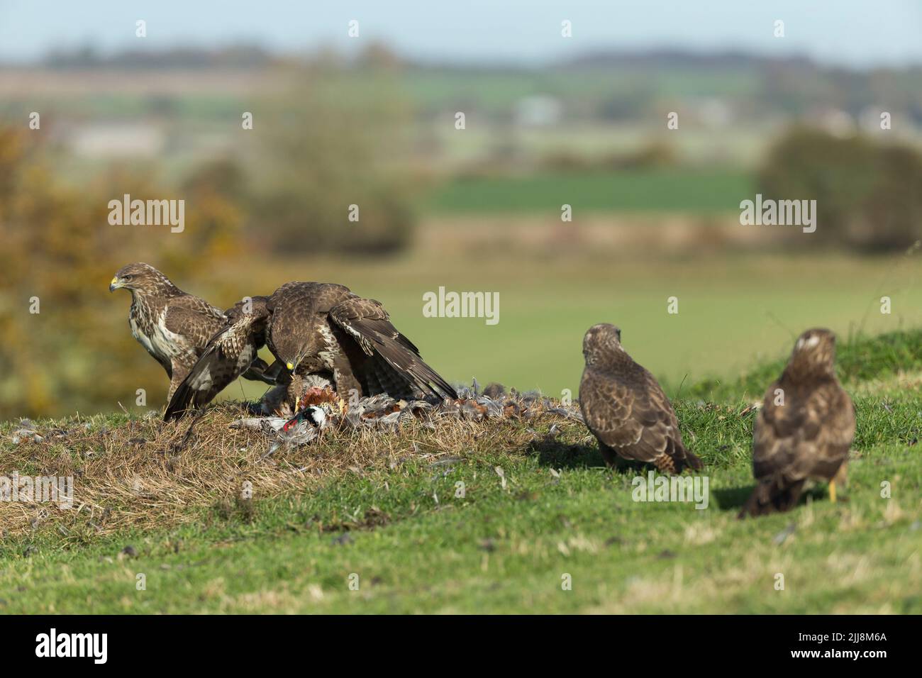 Bussard Buteo buteo, der sich mit den Konkurrenten über den Tod hinwegsetzt, Berwick Bassett, Wiltshire, Großbritannien, November Stockfoto