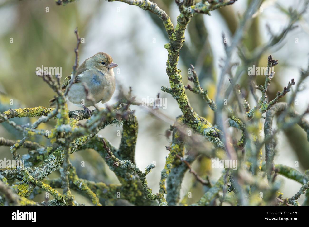 Buchfink Fringilla coelebs, Erwachsene Hündin, thront in Baum, Greylake, Somerset, UK, Februar Stockfoto