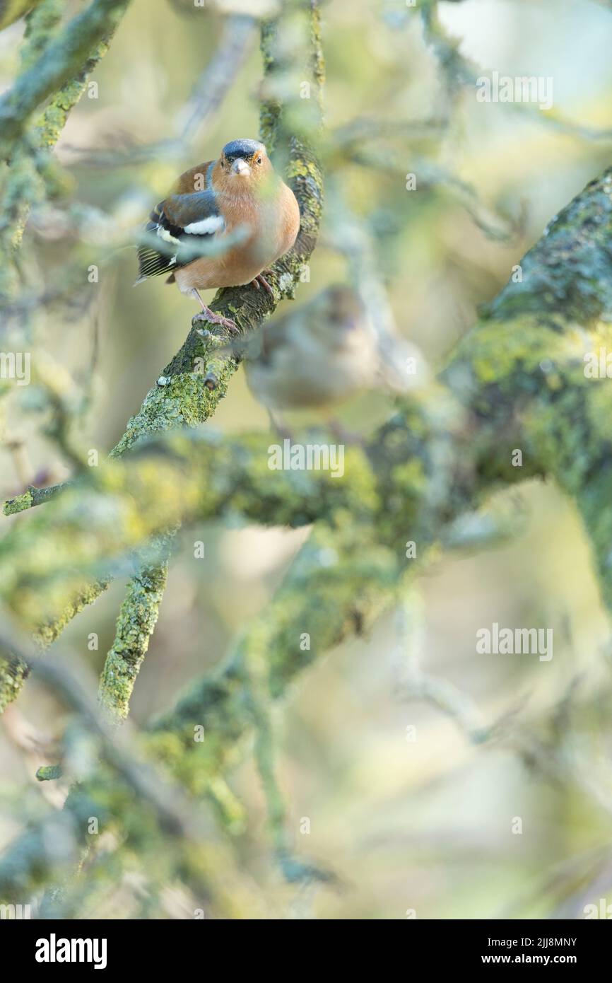 Buchfink Fringilla coelebs, Erwachsene männlich & weiblich, im Baum sitzend, Greylake, Somerset, UK, Februar Stockfoto