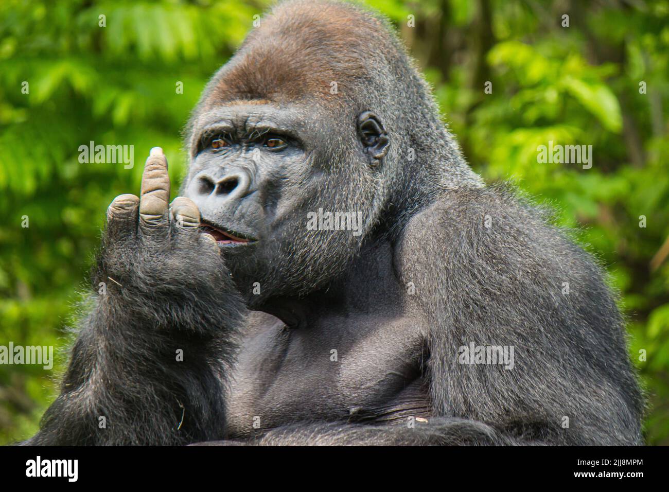 Die Nahaufnahme eines Gorillas im Freien zeigt seinen Finger - lustiger Affe Stockfoto