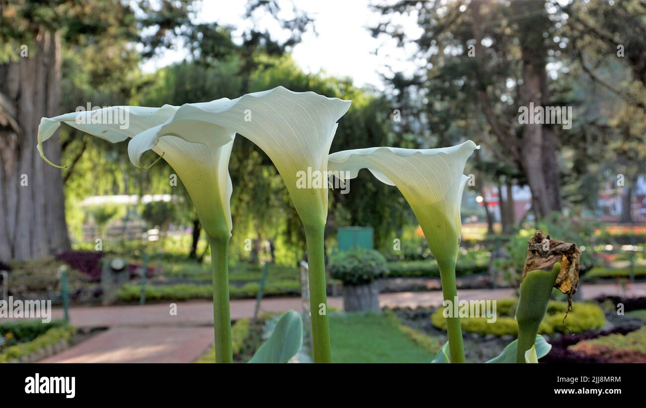 Schöne weiße Blüten von Zantedeschia aethiopica auch bekannt als Calla Lily. Natürlicher Hintergrund. Stockfoto