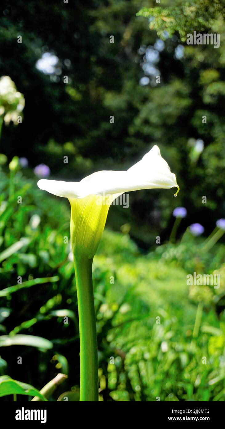 Schöne weiße Blüten von Zantedeschia aethiopica auch bekannt als Calla Lily. Natürlicher Hintergrund. Stockfoto