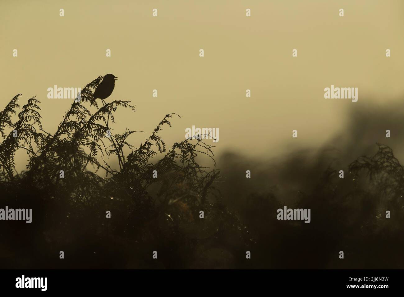 Gemeiner Steinechat Saxicola torquata, erwachsener Rüde, in Bracken geheckt und gerufen, Buschy Park, Outer London, England, Großbritannien, Oktober Stockfoto