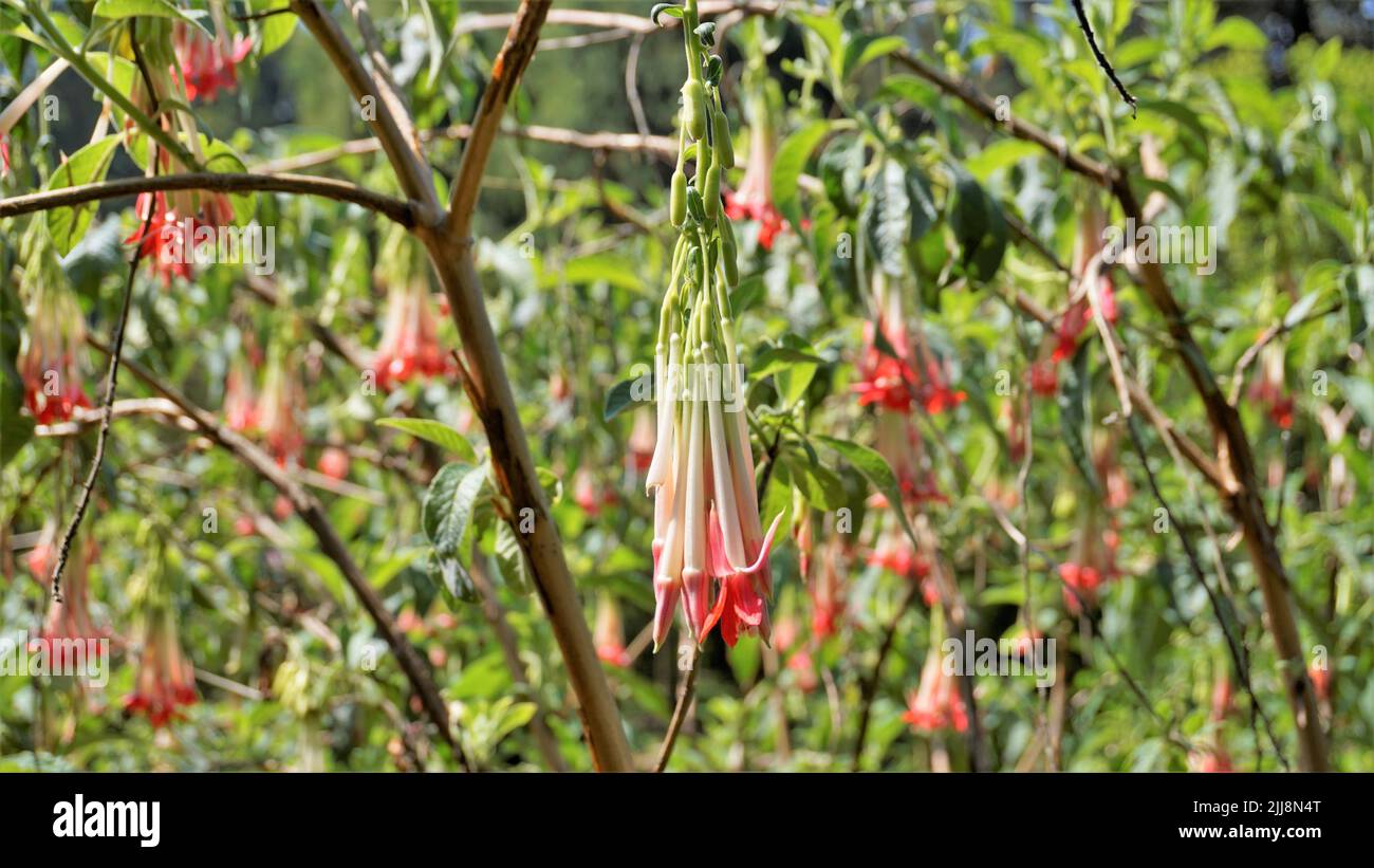 Nahaufnahme von schönen Blumen der Fuchsia boliviana Carriere auch als bolivianische Fuchsia bekannt. Stockfoto