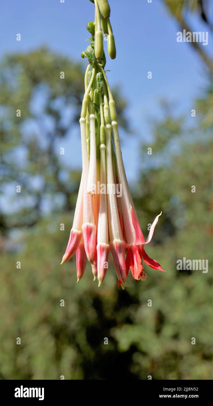 Nahaufnahme von schönen Blumen der Fuchsia boliviana Carriere auch als bolivianische Fuchsia bekannt. Stockfoto