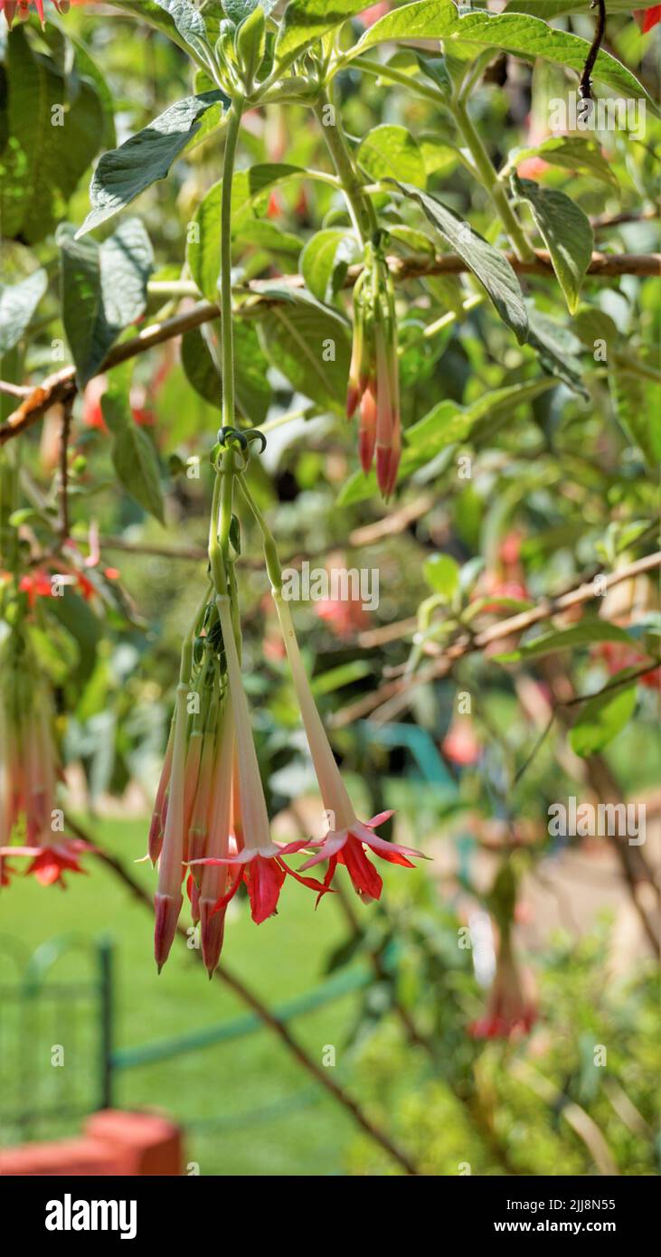 Nahaufnahme von schönen Blumen der Fuchsia boliviana Carriere auch als bolivianische Fuchsia bekannt. Stockfoto