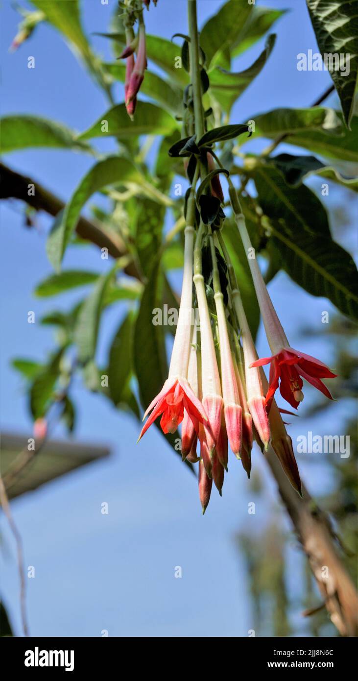 Nahaufnahme von schönen Blumen der Fuchsia boliviana Carriere auch als bolivianische Fuchsia bekannt. Stockfoto