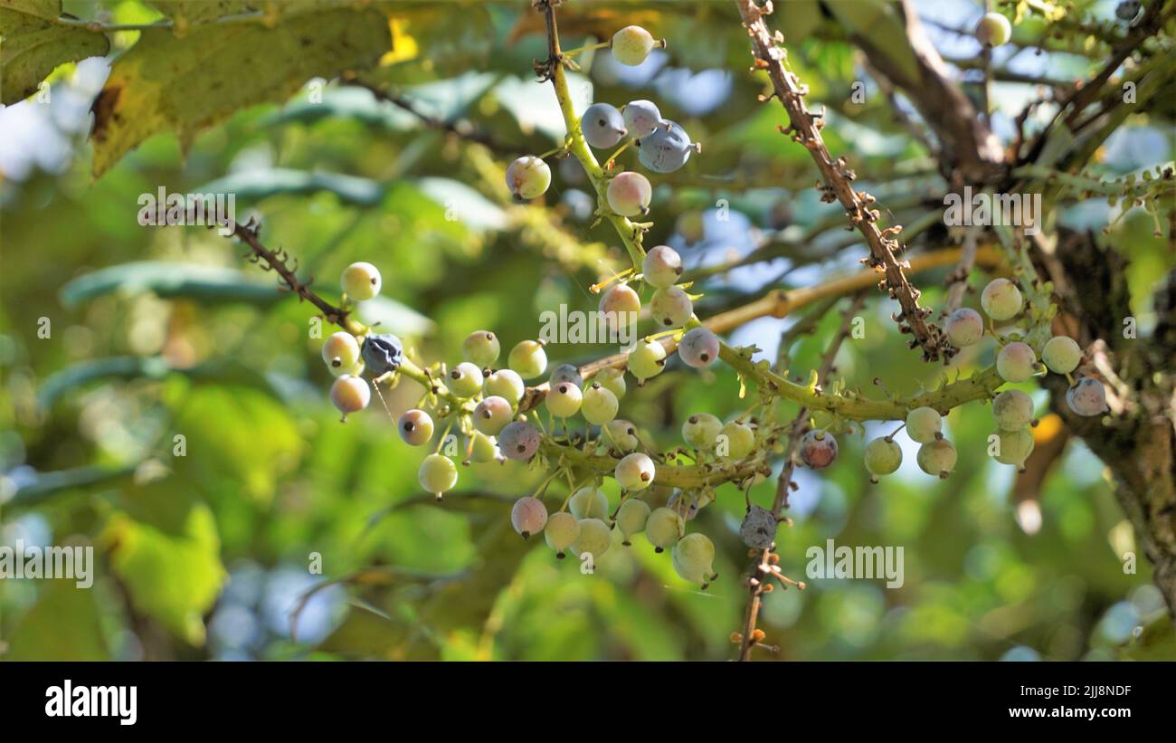 Nahaufnahme von halbreifen Früchten der Mahonia Bealei, auch bekannt als Beales Berberitze, leatherleaf Mahonia oder Oregon Traube. Stockfoto