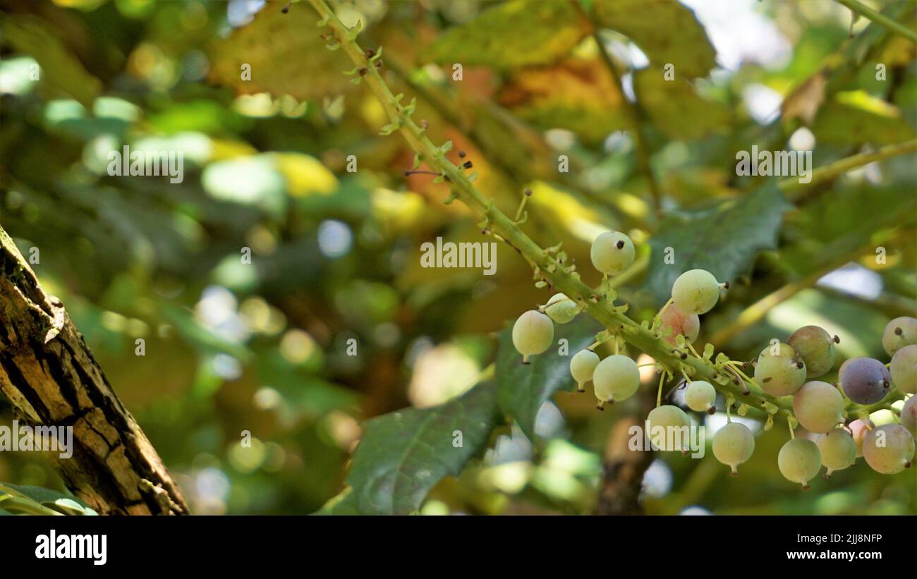 Nahaufnahme von halbreifen Früchten der Mahonia Bealei, auch bekannt als Beales Berberitze, leatherleaf Mahonia oder Oregon Traube. Stockfoto