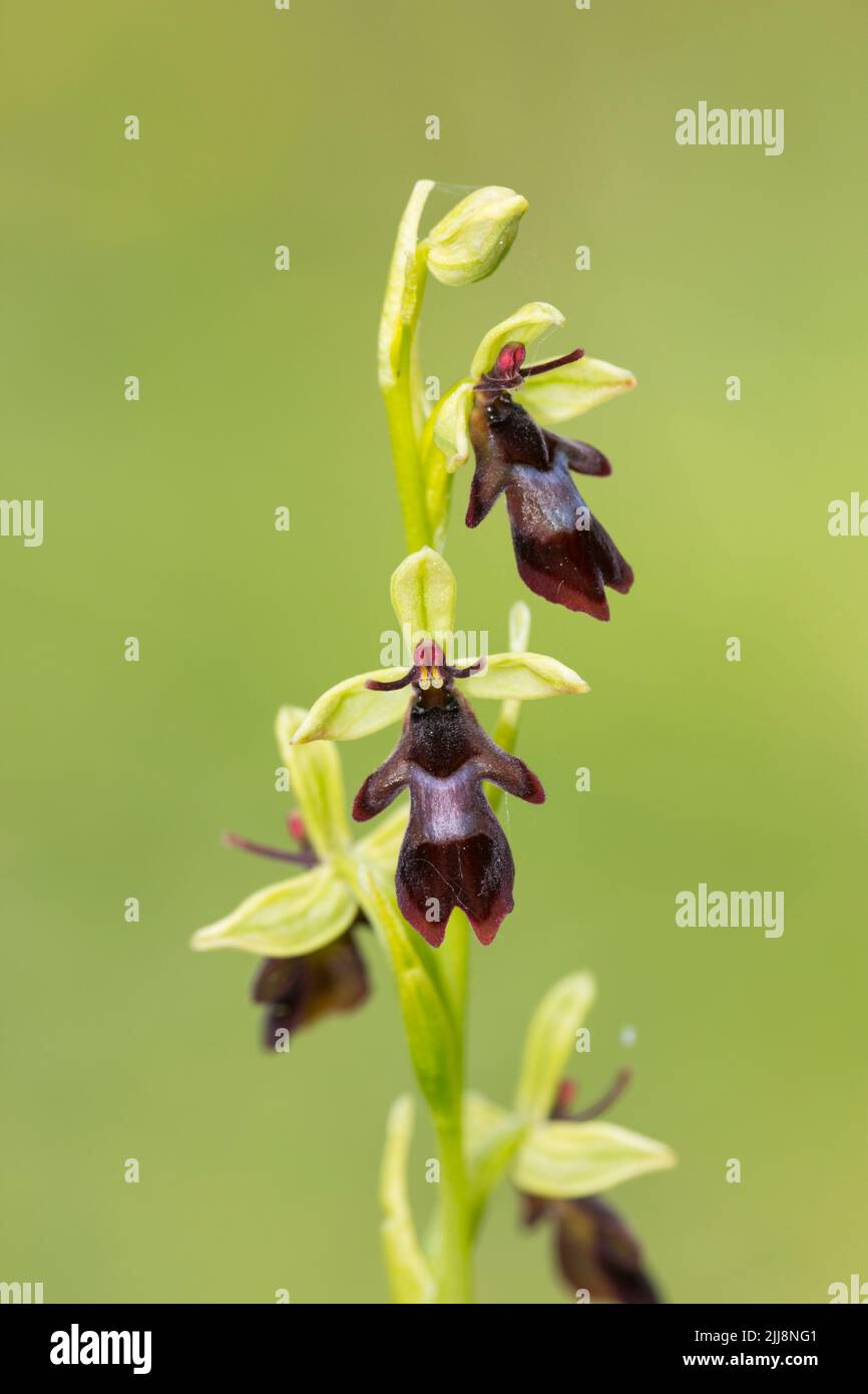 Fliegenorchidee Ophrys insectifera, blühend, Warburg Nature Reserve, Oxfordshire, Großbritannien, Juni Stockfoto