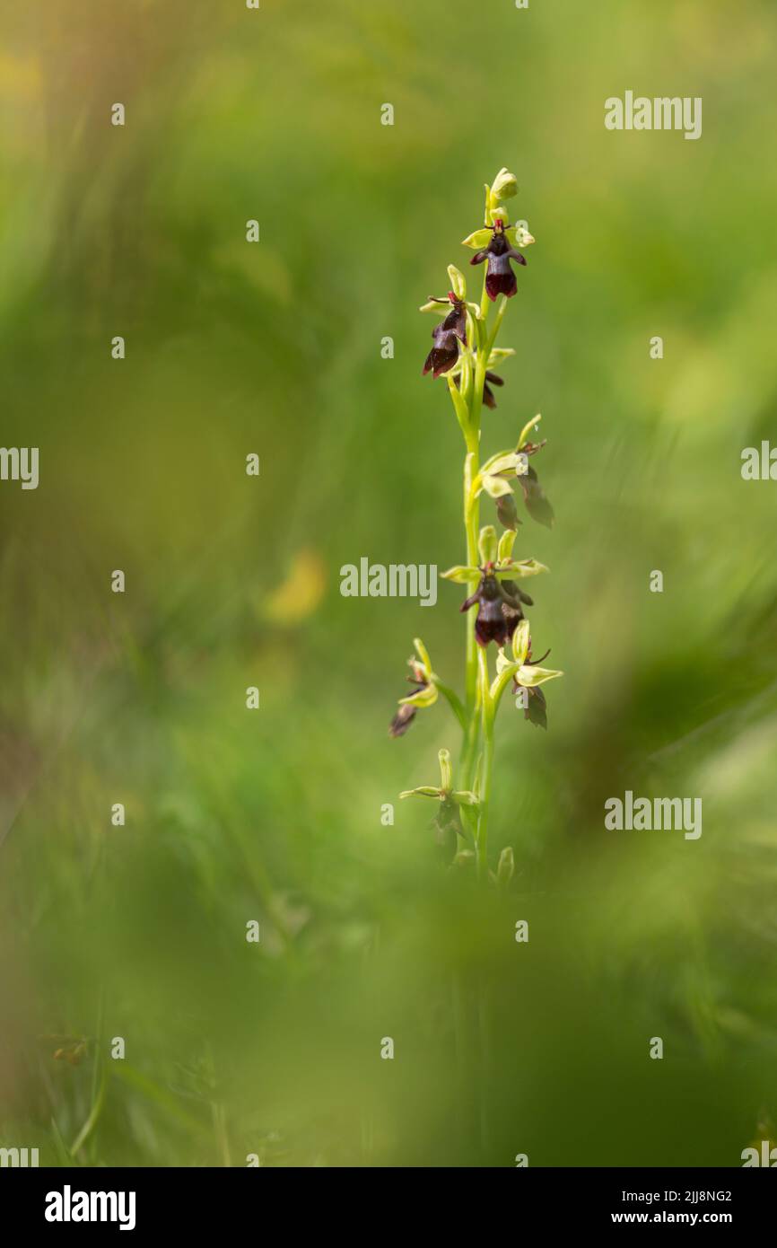 Fliegenorchidee Ophrys insectifera, blühend, Warburg Nature Reserve, Oxfordshire, Großbritannien, Juni Stockfoto