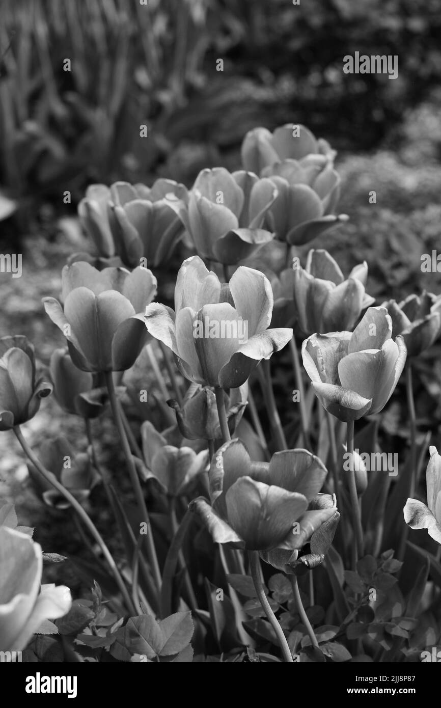 Schöne Frühlingszwiespel in voller Blüte, die im sonnigen Blumengarten in schwarz-weiß einfarbig wächst. Stockfoto