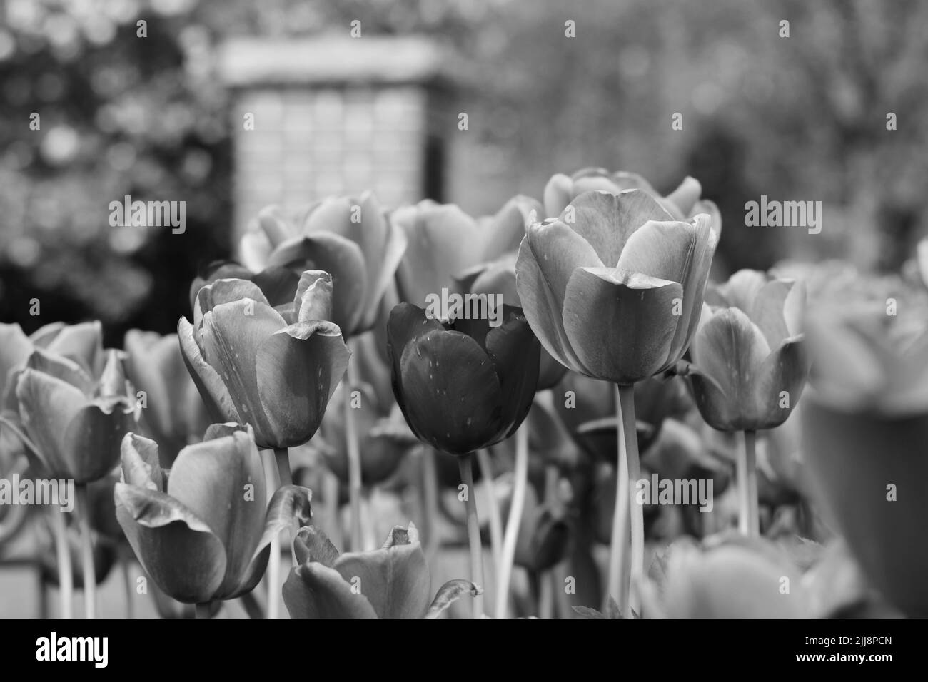 Schöne Frühlingszwiespel in voller Blüte, die im sonnigen Blumengarten in schwarz-weiß einfarbig wächst. Stockfoto