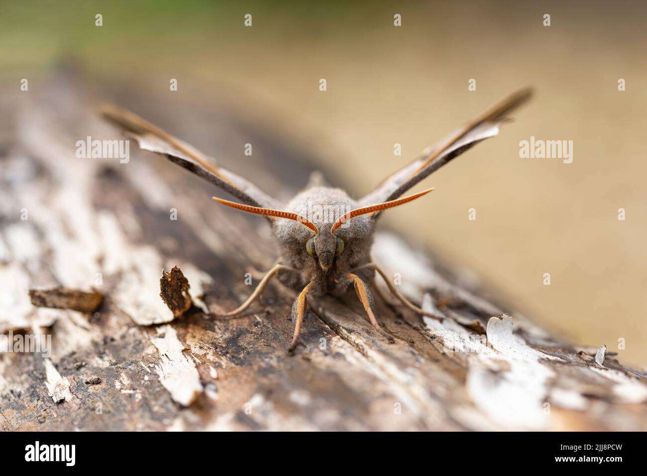 Pappelhawkmoth Laothoe populi, Imago, ruht auf strukturiertem Holz, Middle Winterslow, Wiltshire, UK, Juli Stockfoto