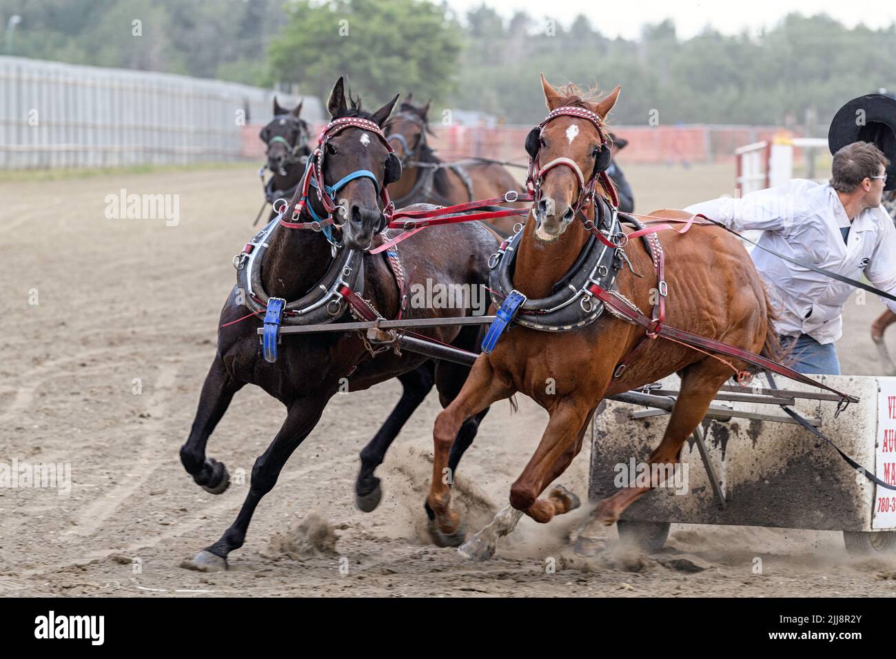 Pferderennen (Chariot Race) beim Neyaskweyahk Native Classic in Maskwacis (Hobbema), Alberta, Kanada Stockfoto