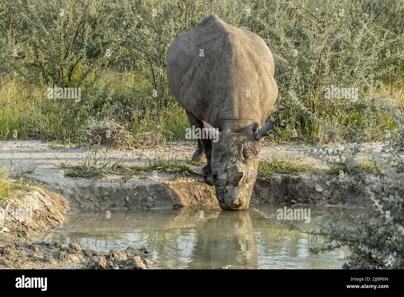 Ein schwarzes Nashorn mit einem entfernten Horn, das an einem Wasserloch in Etosha, Namibia, trinkt. Stockfoto