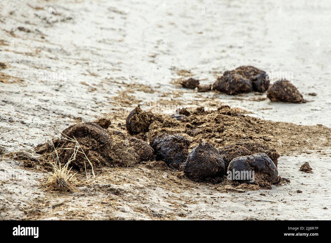 nashorndung in Etosha, Namibia. Stockfoto