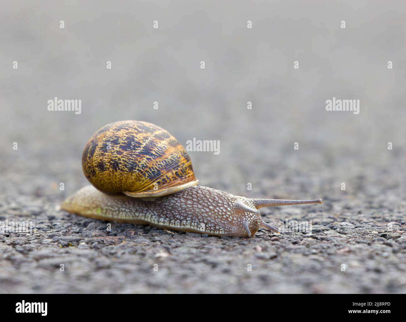 Eine gemeinsame Gartenschnecke, Cornu aspersum), die ihren Weg über eine asphaltierte Straße macht Stockfoto