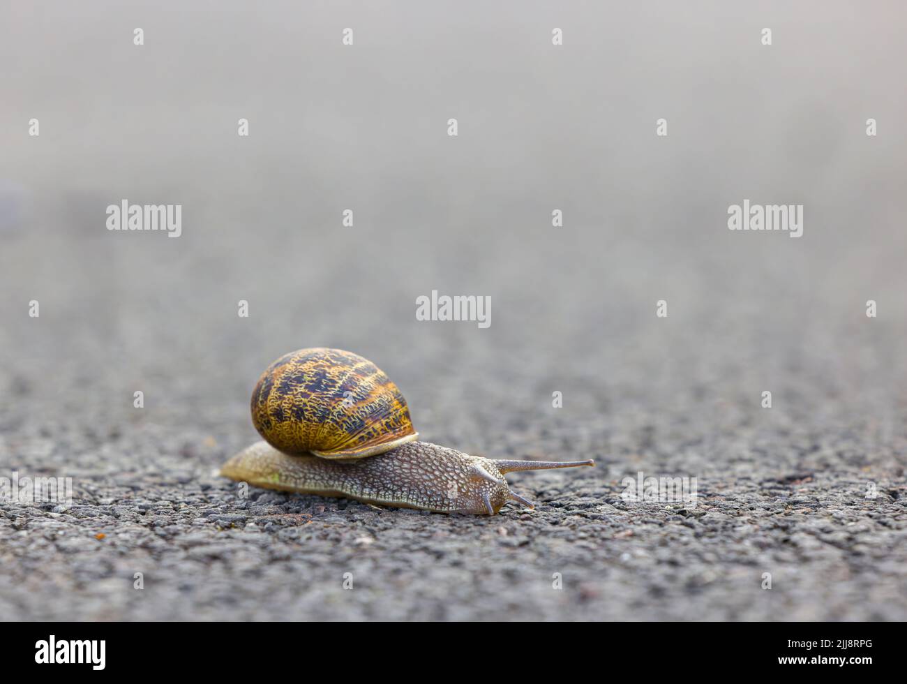 Eine gemeinsame Gartenschnecke, Cornu aspersum), die ihren Weg über eine asphaltierte Straße macht Stockfoto