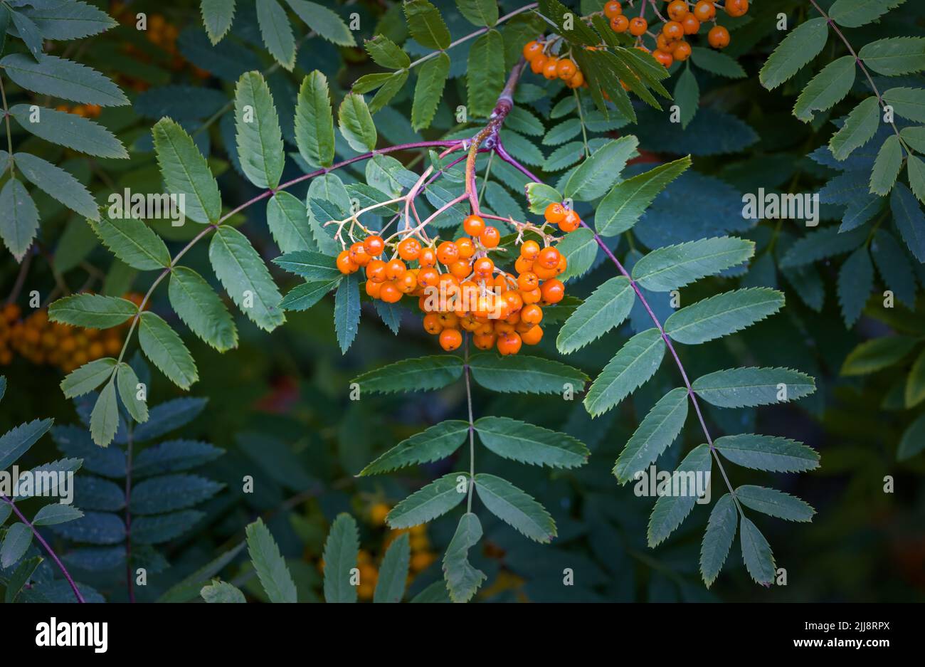 Eine Nahaufnahme einer Gruppe von leuchtend orangefarbenen Beeren, die von einem Aschenbaum produziert wird. Dieser Baum wird auch als Rowan bezeichnet. Stockfoto