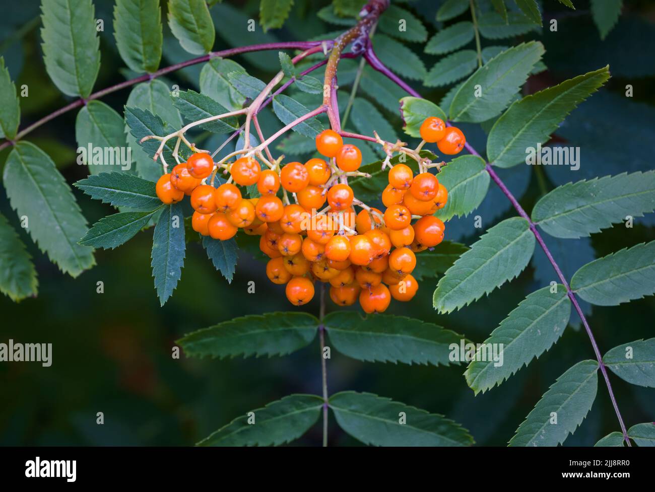 Eine Nahaufnahme einer Gruppe von leuchtend orangefarbenen Beeren, die von einem Aschenbaum produziert wird. Dieser Baum wird auch als Rowan bezeichnet. Stockfoto
