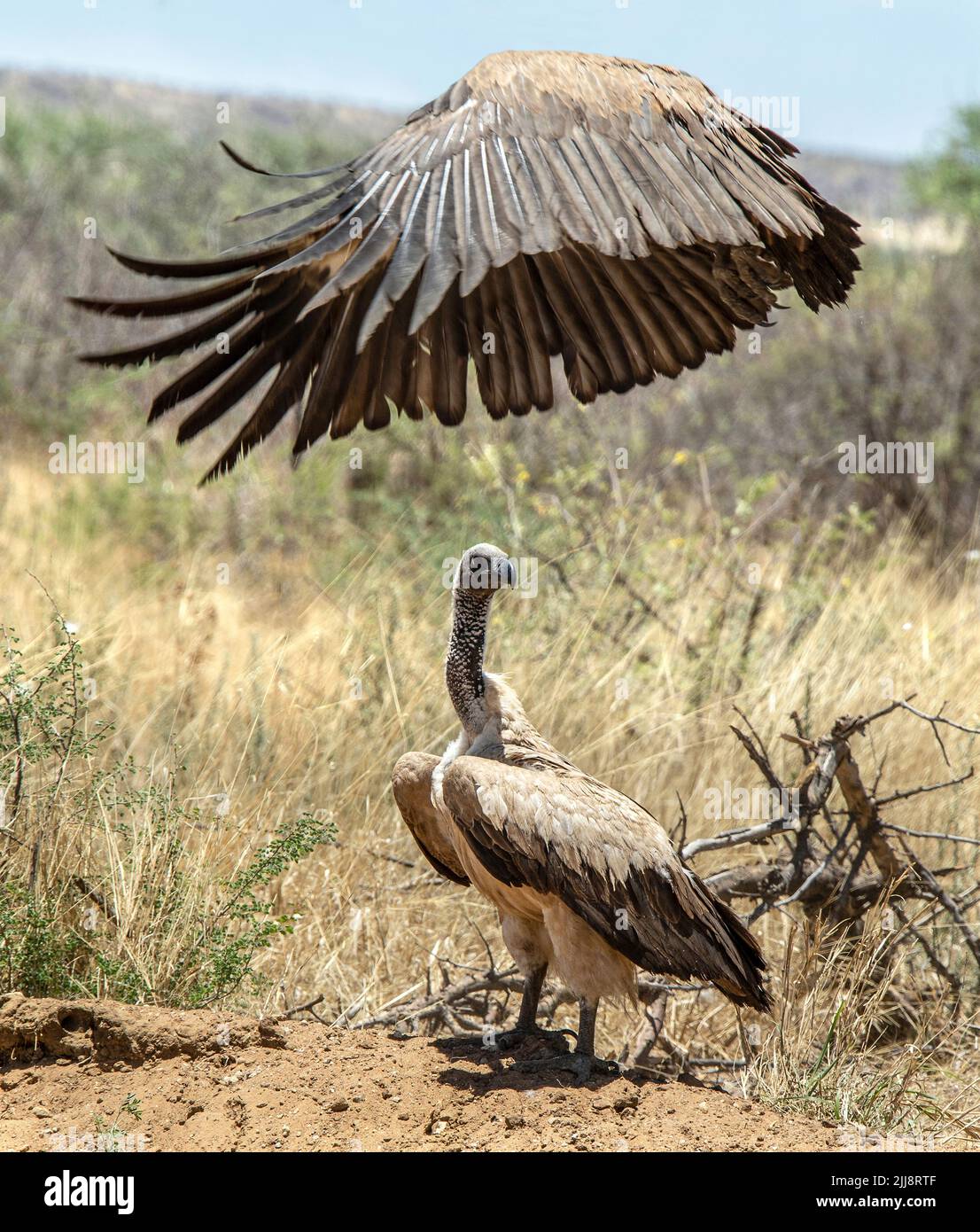 Ein Weißrückengeier (Gyps africanus), der vom Boden abbricht und einen Regenschirm über einem anderen bildet, der unter ihm steht; Stockfoto