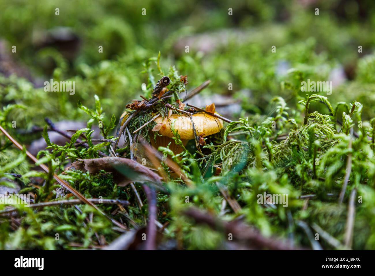 Cantharellus cibarius ist auch als die im Wald wachsende Pfifferelle oder goldene Pfifferelle bekannt Stockfoto