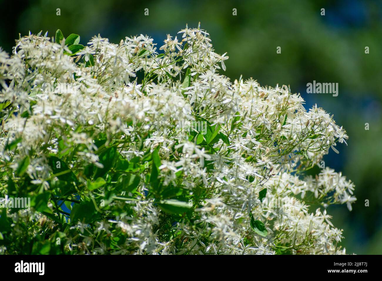 Nahaufnahme der duftenden Jungfrau-Bower Clematis flammula Stockfoto