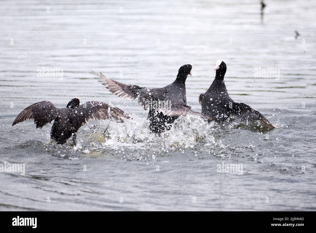 Eurasische Koots kämpfen um Territorium ( Fulica ATRA ). Vögel Kämpfen Stockfoto