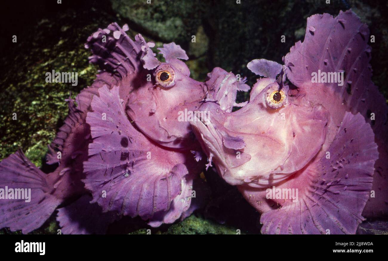 Ein spektakuläres Paar violetter, weedy-Skorpionfische (Rhinopias frondosa). Stockfoto