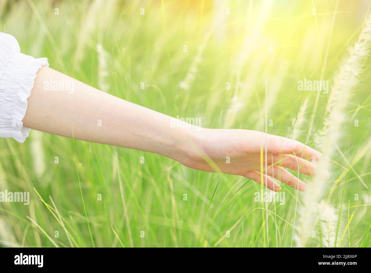 Schönheit Frau Hand berühren grünen Gras Blumenfeld für Freiheit Glück entspannen mit der Natur Konzept Stockfoto