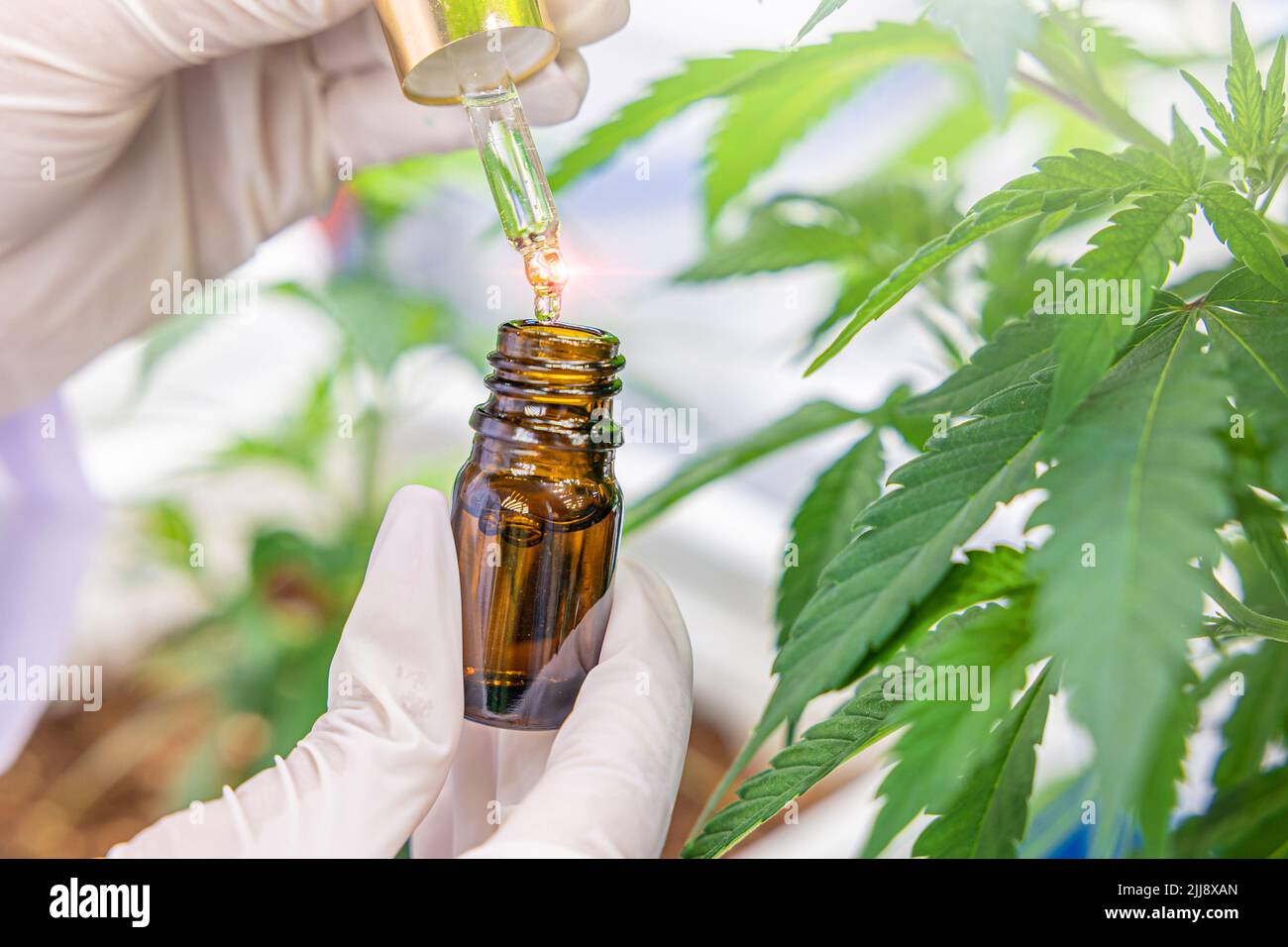 Nahaufnahme Hand Drop Hanföl Cannabisextrakt CBD medizinisches Produkt zur Schmerzlinderung von Marihuana-Pflanze. Stockfoto