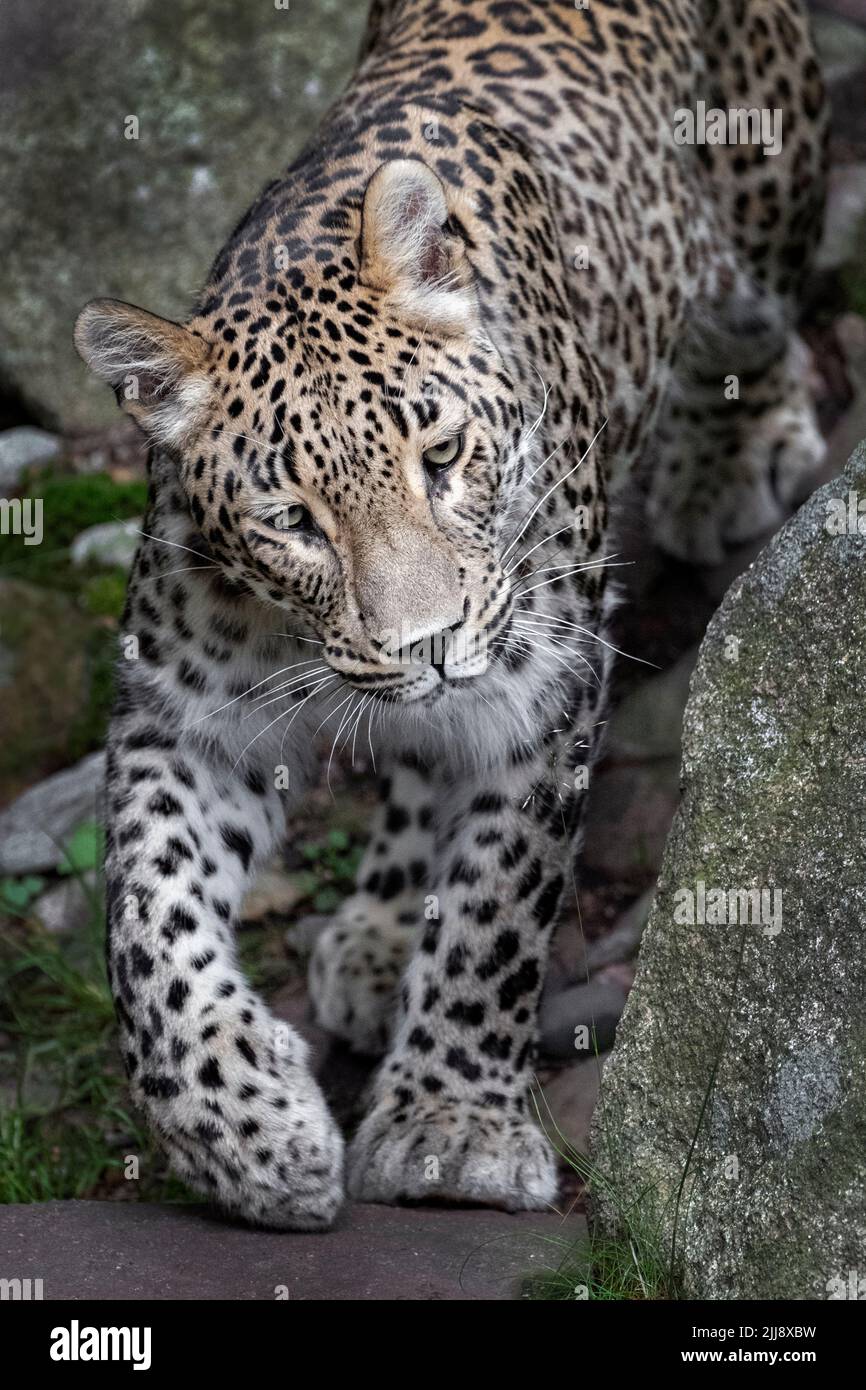 Männlicher persischer Leopard, der auf die Kamera zugeht Stockfoto