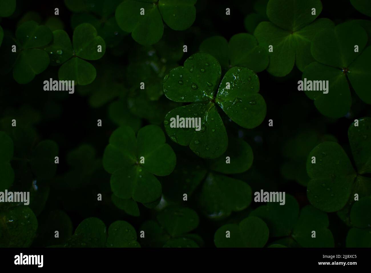 Schöner Hintergrund mit grünen Kleeblättern für den Tag des Heiligen Patrick. Dunkles Foto. Tau tropft auf einem grünen Kleeblatt-Hintergrund Stockfoto