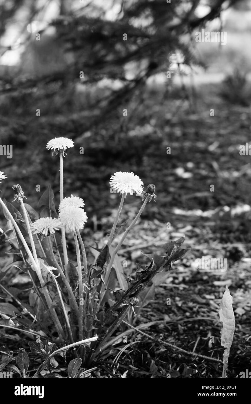 Wilder Elandelion und Wildblumen wachsen auf der sonnigen Sommerwiese in schwarz-weiß einfarbig. Stockfoto