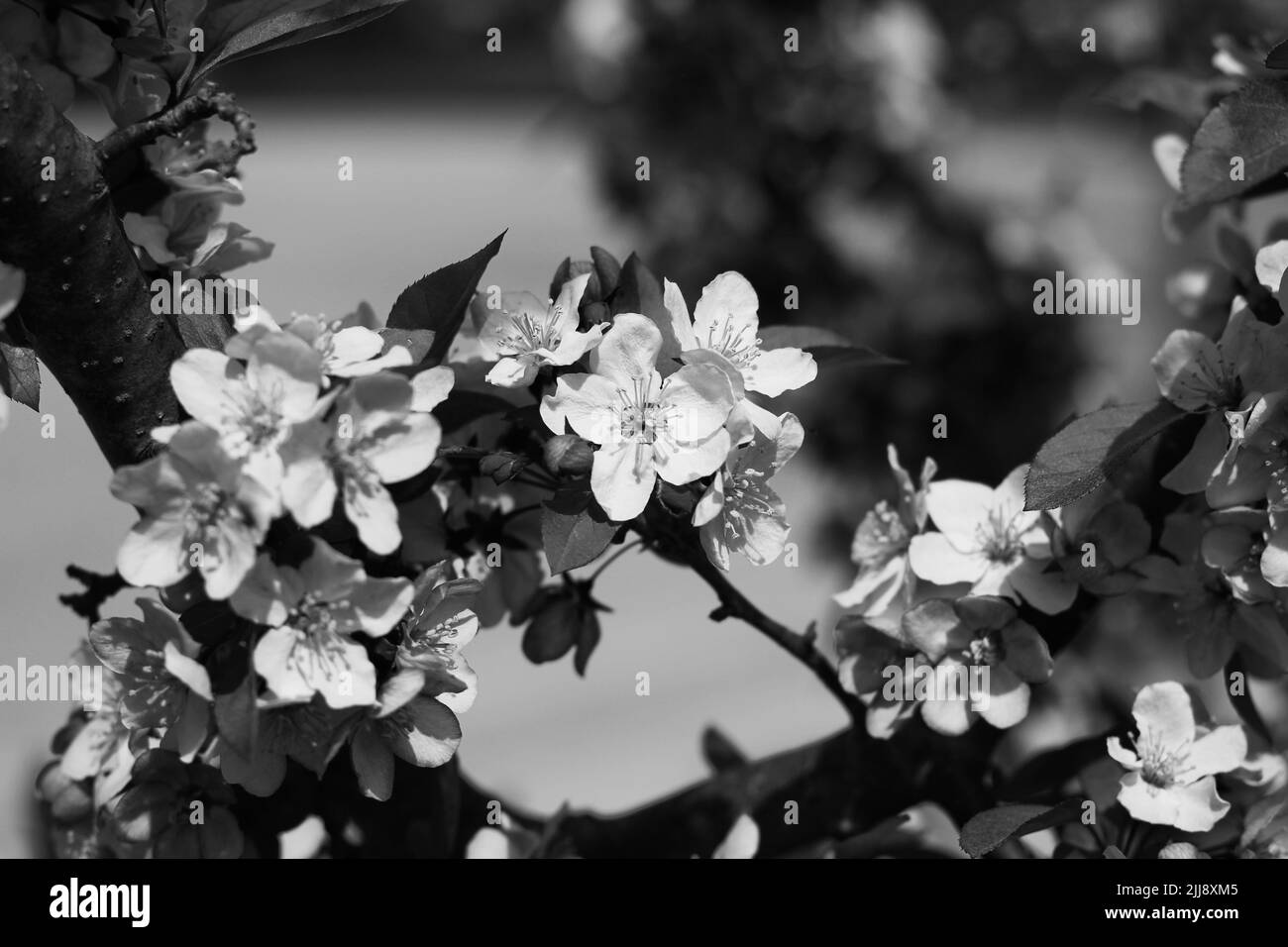 Schöne Obstbaumfrühlingsblüten wachsen auf den Ästen im strahlenden Sonnenschein in schwarz und weiß. Stockfoto