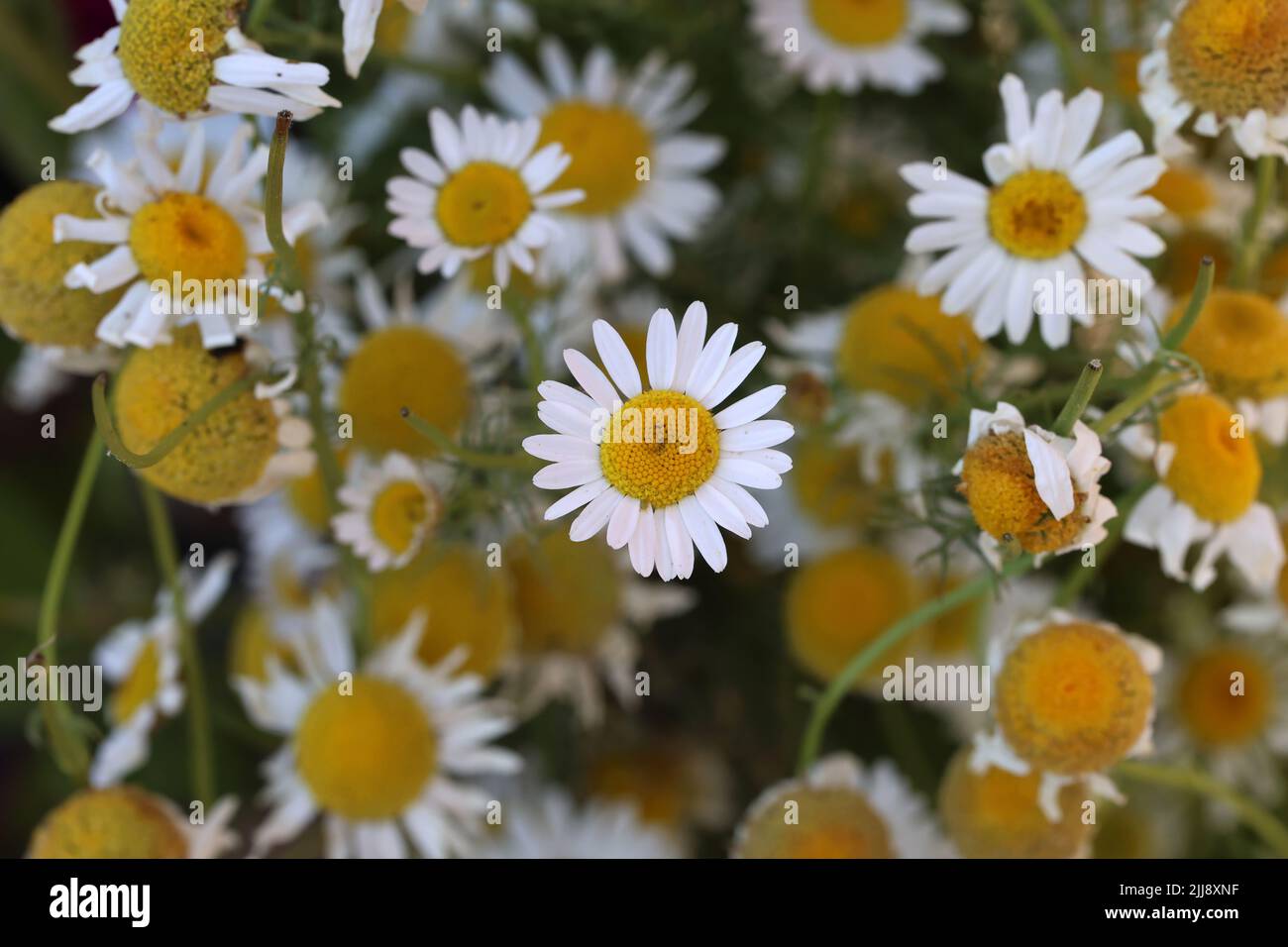 Eine Gruppe weißer Gänseblümchen auf der Wiese Stockfoto