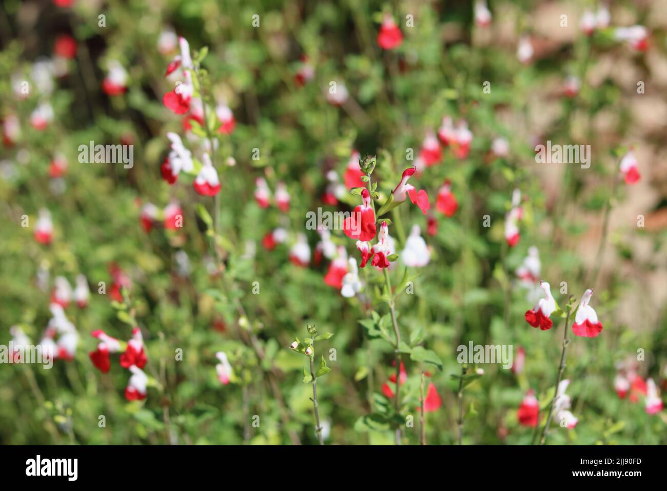 Sommer floralen Hintergrund mit roten und weißen winterharten Salvia Blumen und Laub Stockfoto