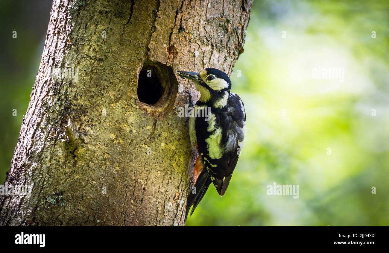 Großer Specht, der das Baby im Nest füttert, Großbritannien Stockfoto