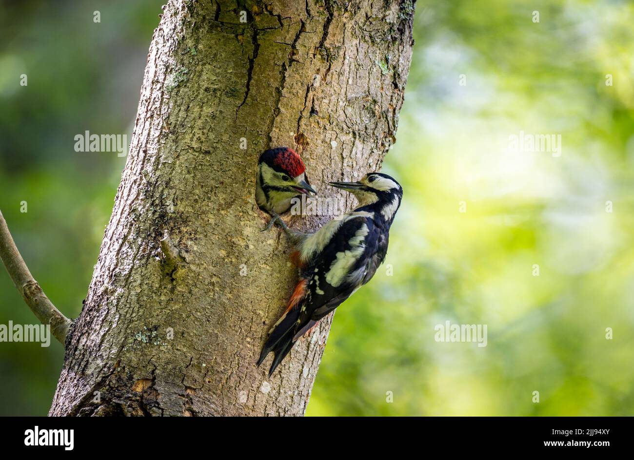 Großer Specht, der das Baby im Nest füttert, Großbritannien Stockfoto