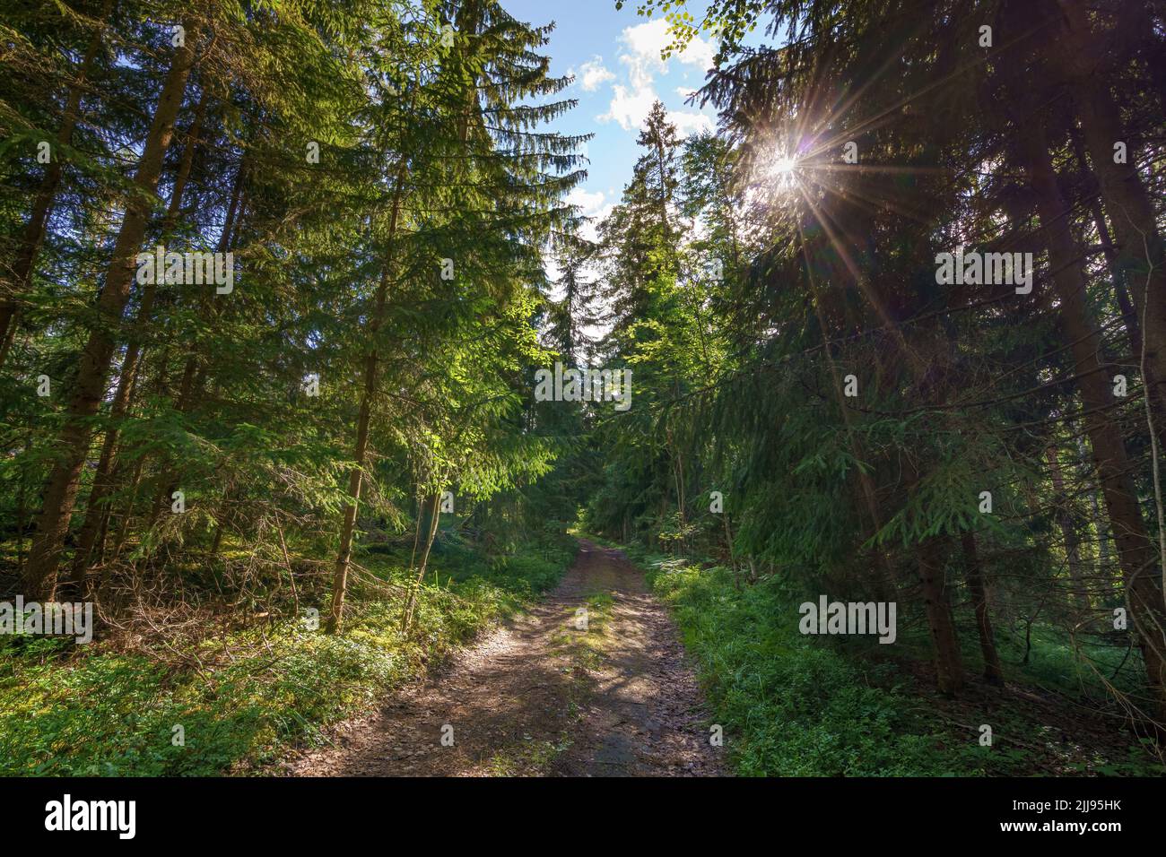 Die Sonnenstrahlen durch die dichten Kronen der Bäume des europäischen Waldes erleuchten die Waldstraße Stockfoto