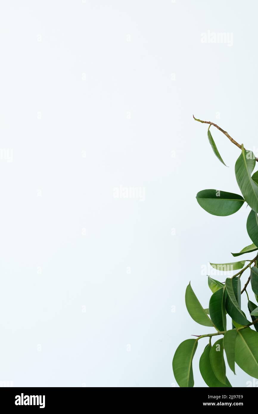Grüner Ficus lässt weißen Hintergrund Natur minimal Stockfoto