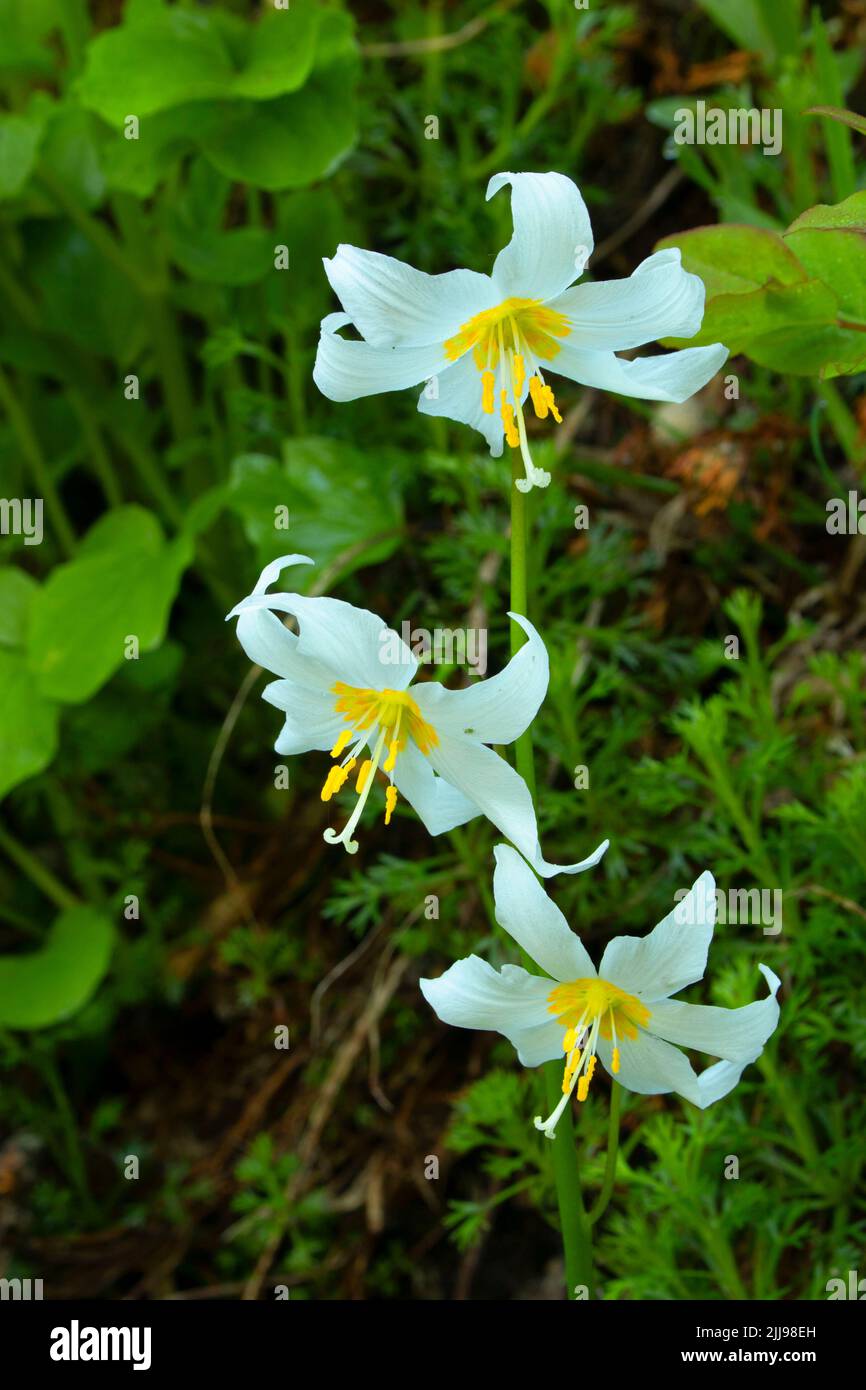 Lawinenlilie (Erythronium montanum) entlang des Boundary Trail, Mt St. Helens National Volcanic Monument, Washington Stockfoto