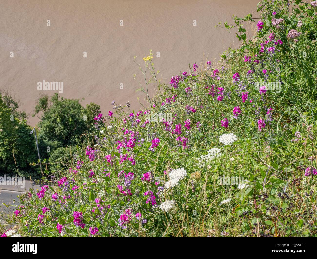 Tuberöser Erbsenfuß Lathyrus tuberosus wächst auf den Klippen der Avon Gorge in Bristol, Großbritannien Stockfoto