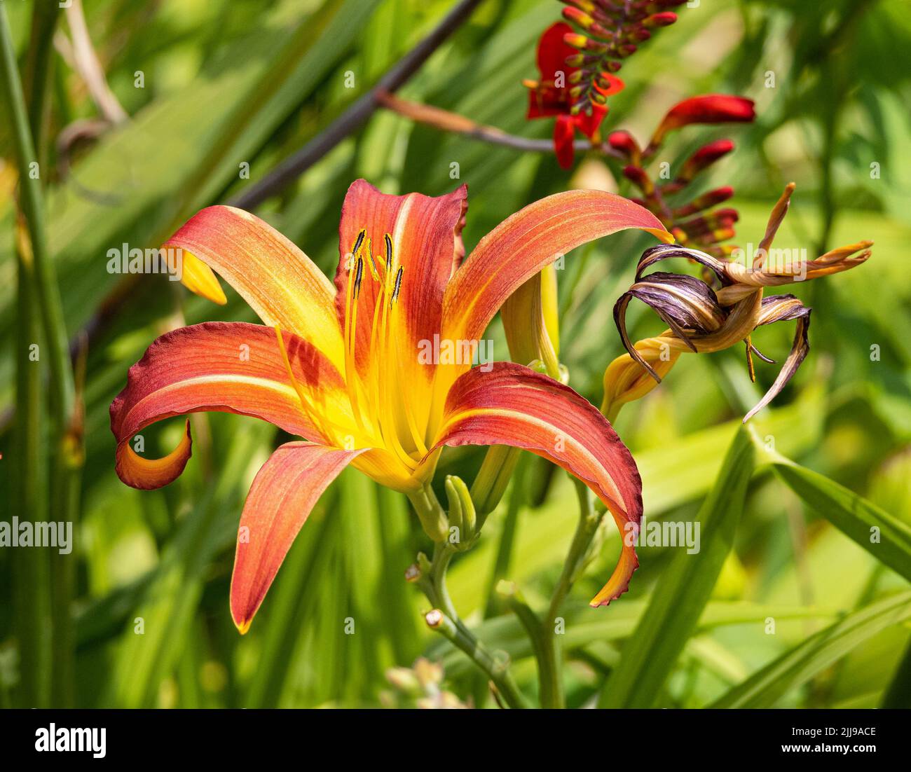 Verbrannte orangefarbene und gelbe Hemerocallis oder Day Lily in einem krautigen Rand eines englischen Gartens Stockfoto
